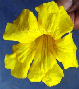  Corolla limb